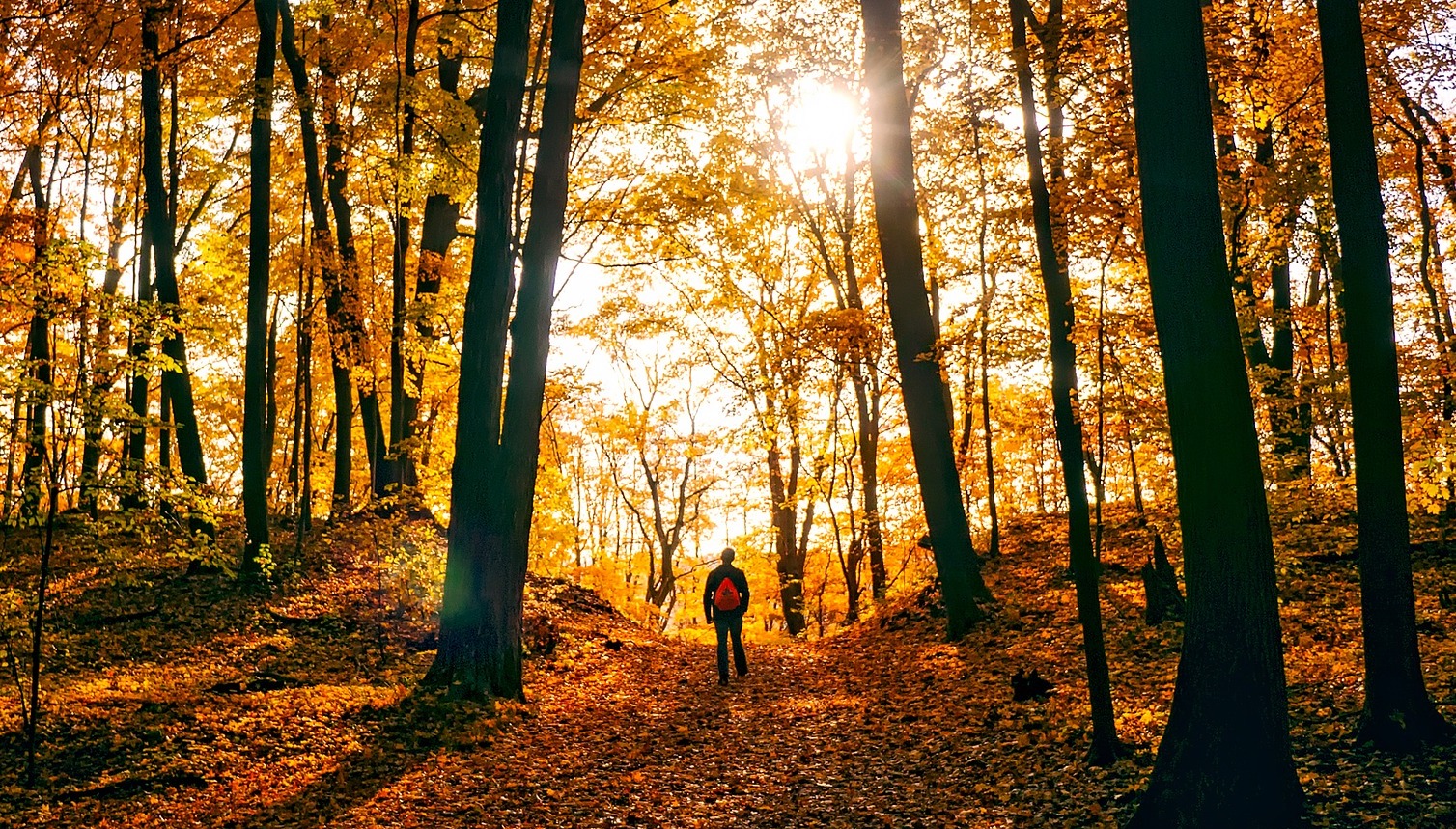 Durch den bunten Wald wandern