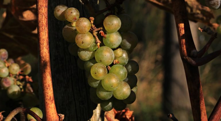 Einladung zum Weinfest